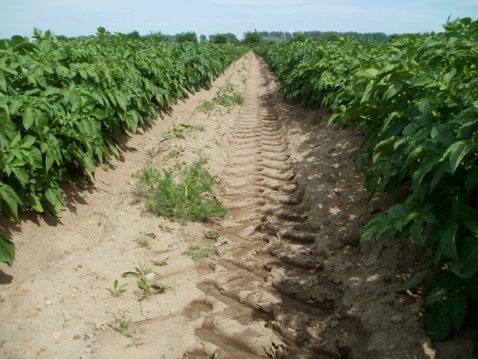 Agriculture food vegetable