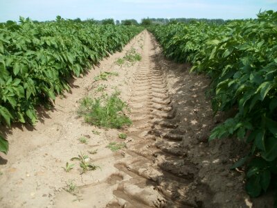 Agriculture food vegetable