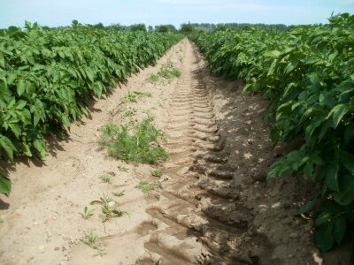 Agriculture food vegetable photo