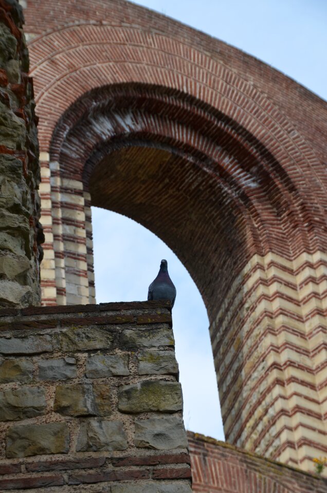 Emperor terms ruin dove