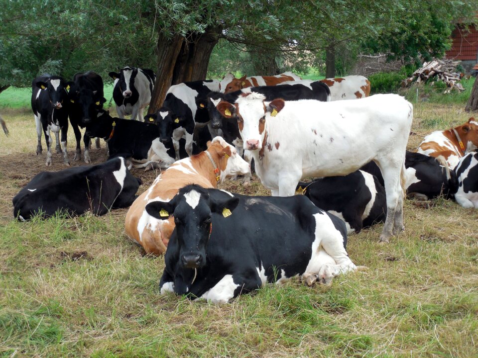 Pasture agriculture spotted