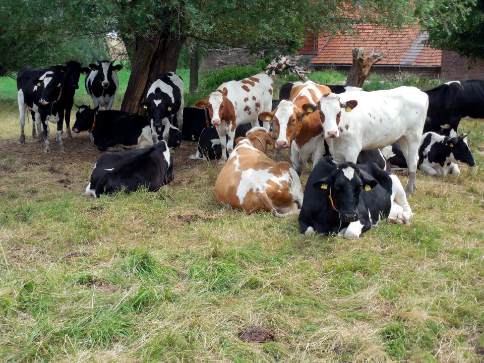Pasture agriculture spotted
