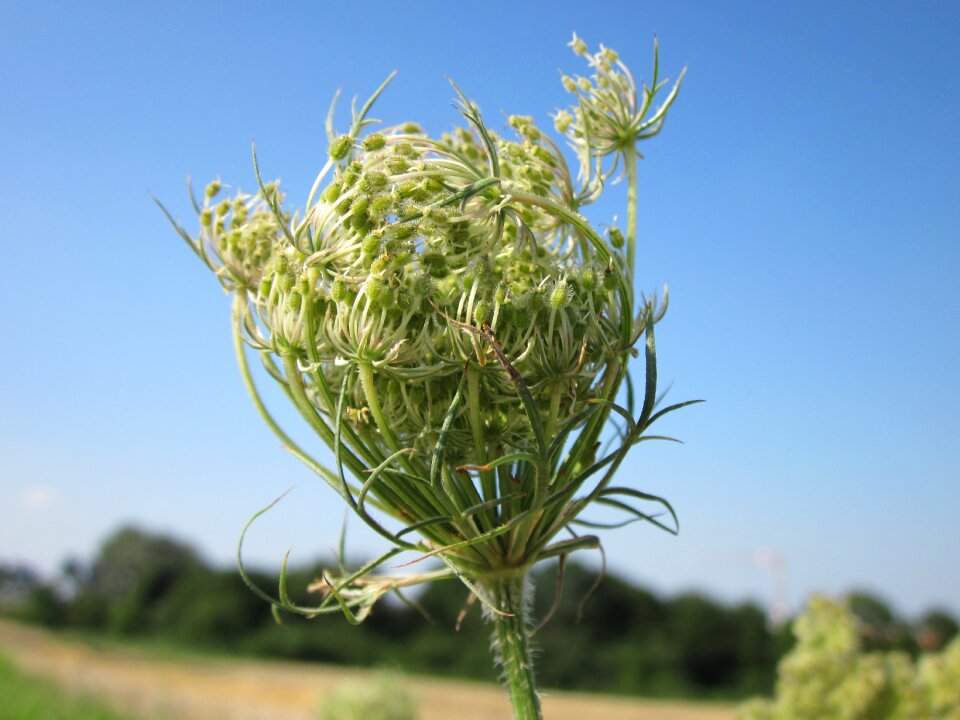 Wildflower flora flower