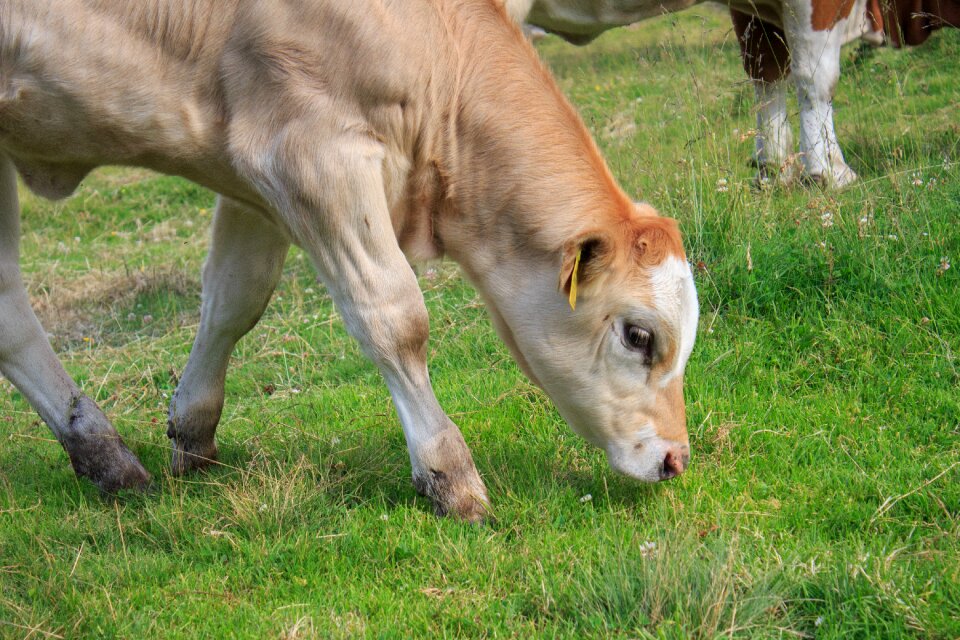 Alm cow agriculture