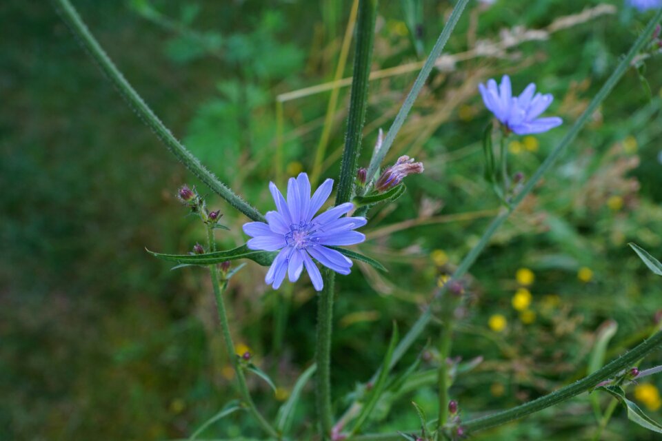 Meadow green spring