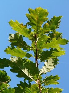 Green quercus branch photo