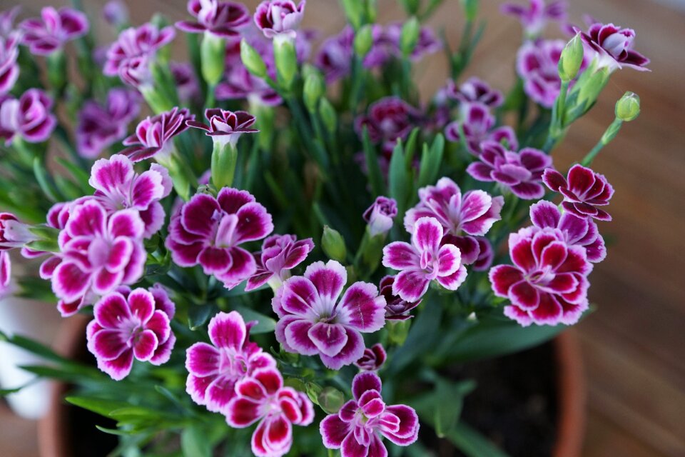 Spring fragrance aroma