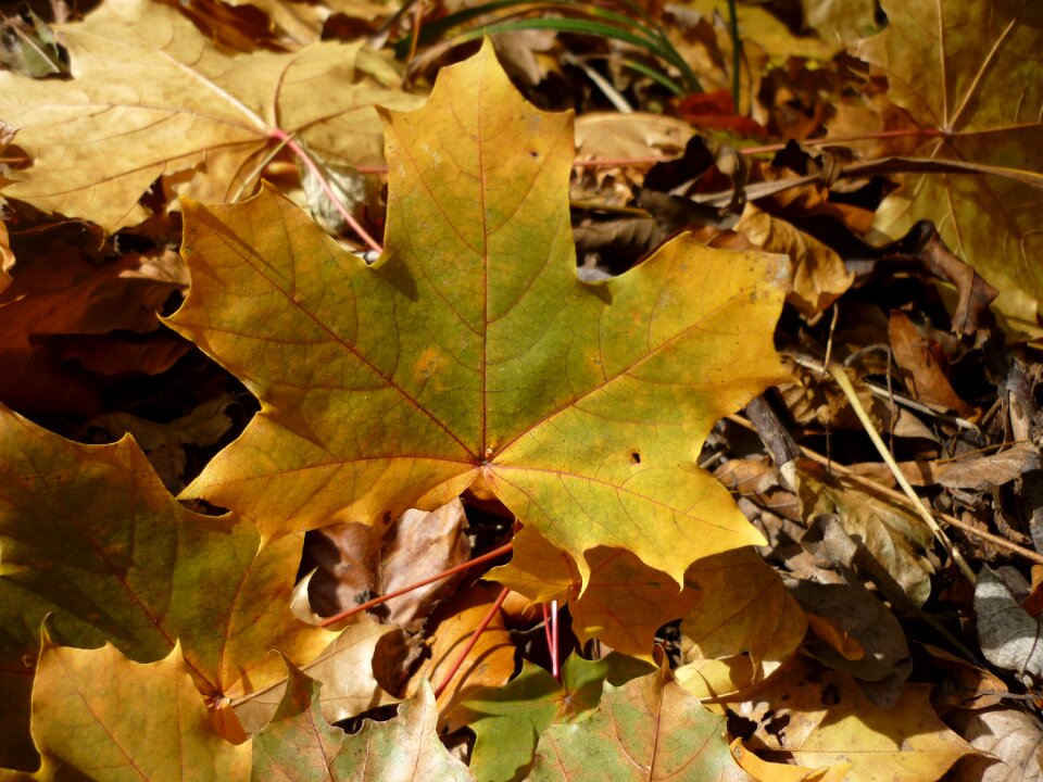 Avar nature foliage
