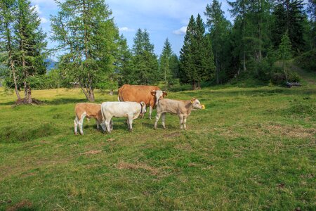 Cow animal pasture