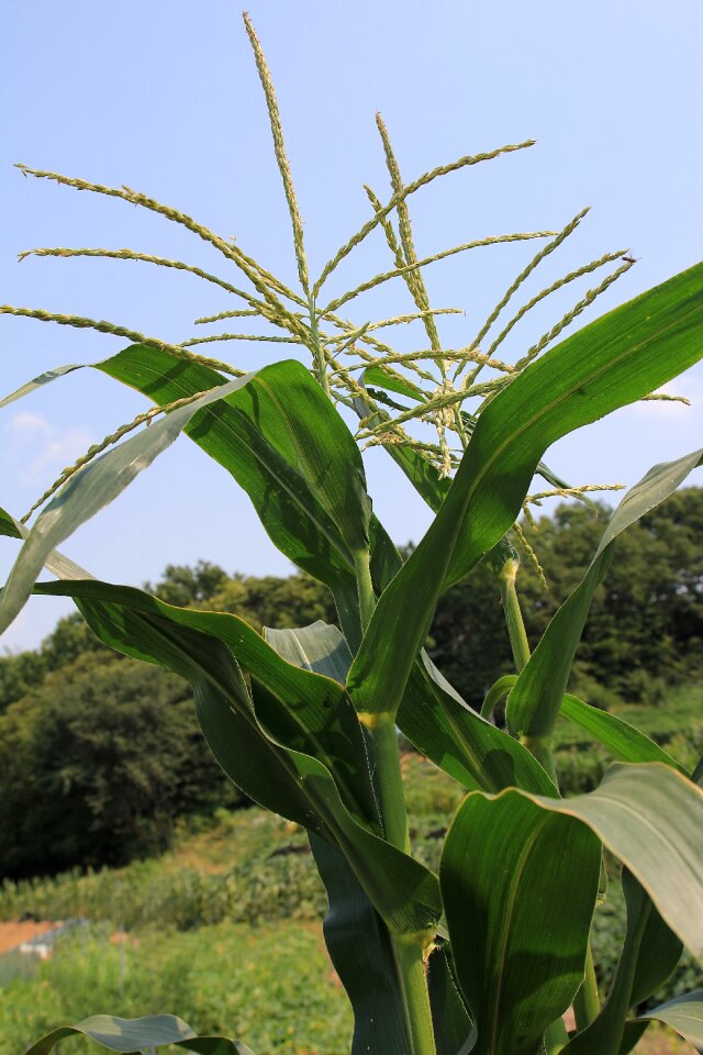 Corn sweet corn maize