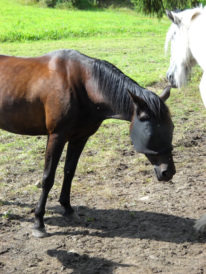 The trotter horse bay