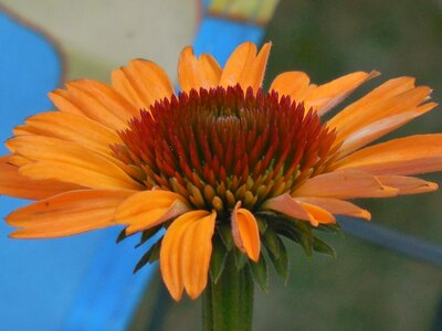 Nature plant echinacea