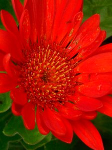 Nature floral bloom