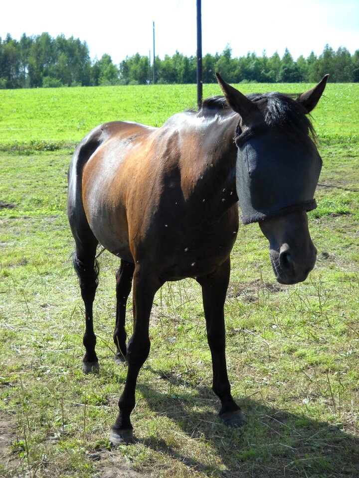 The trotter bay mare