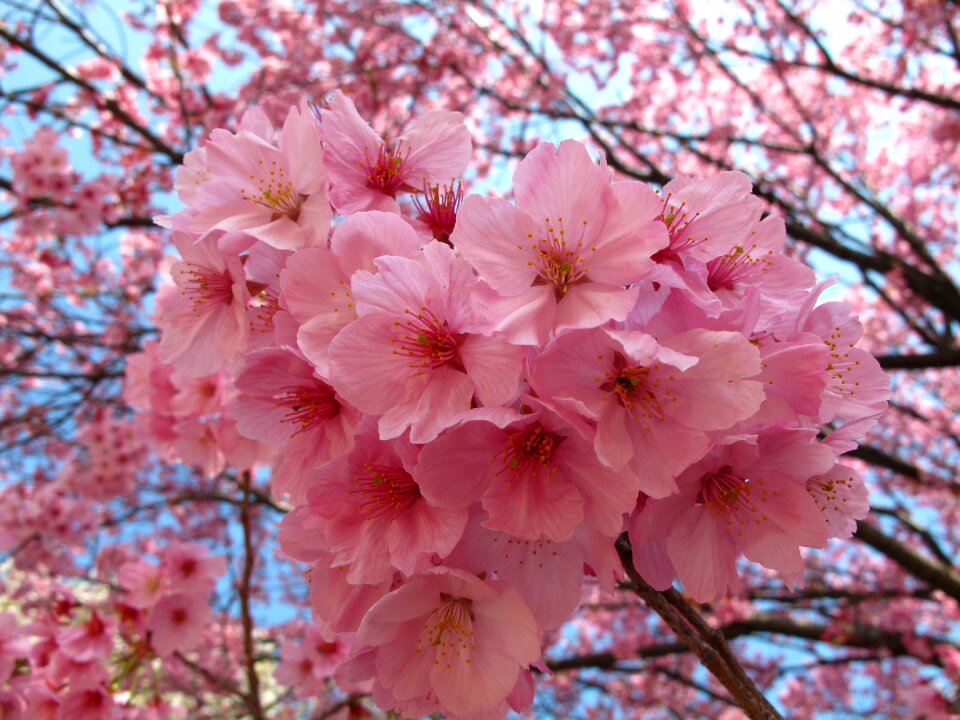 Sakura japan