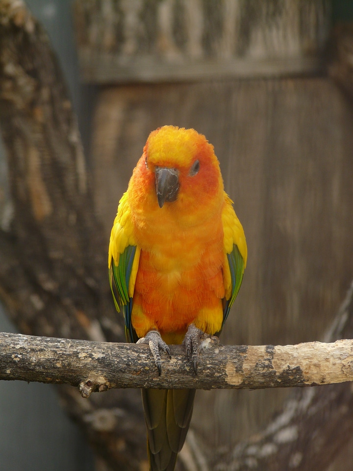 Bird animal creature
