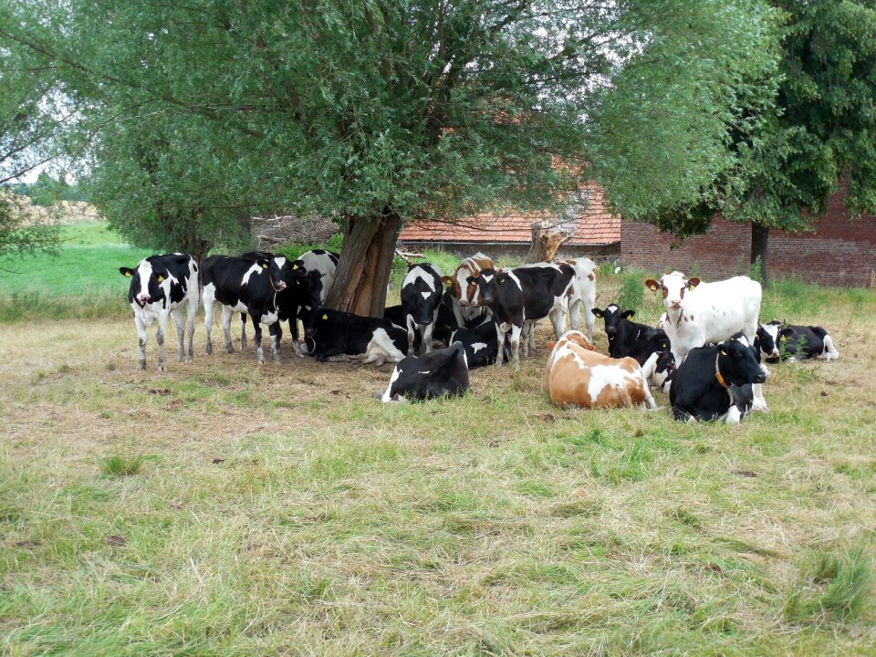Pasture agriculture spotted