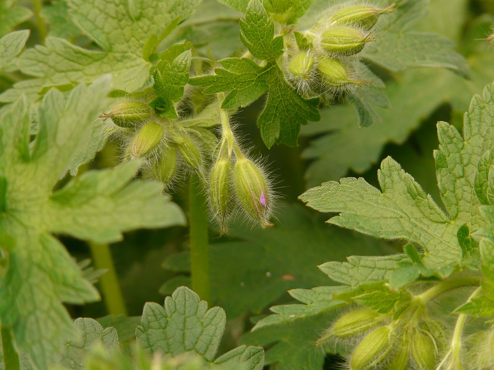 Blossom bloom plant