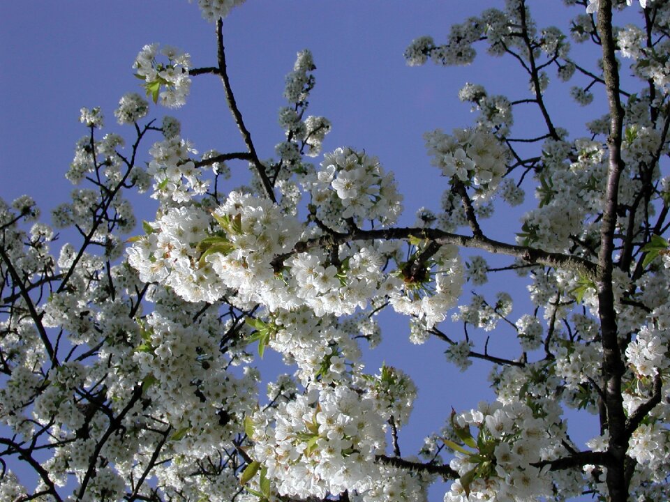 Garden blossom nature
