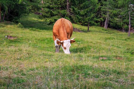Animal cows pasture