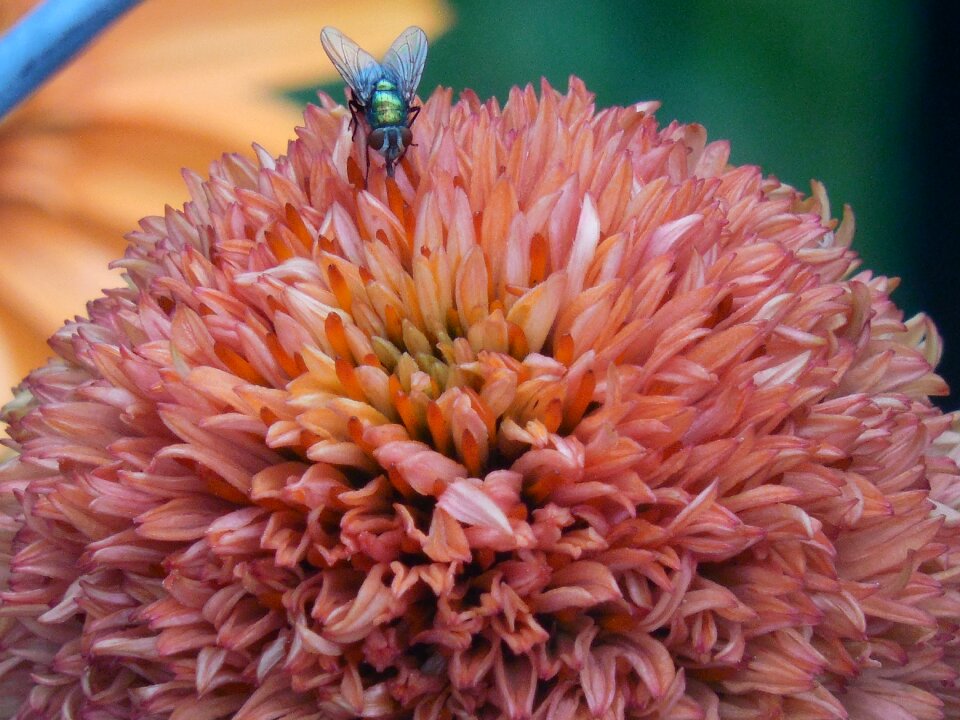 Nature plant echinacea