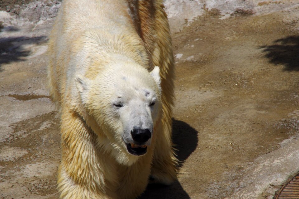 Polar bear Free photos