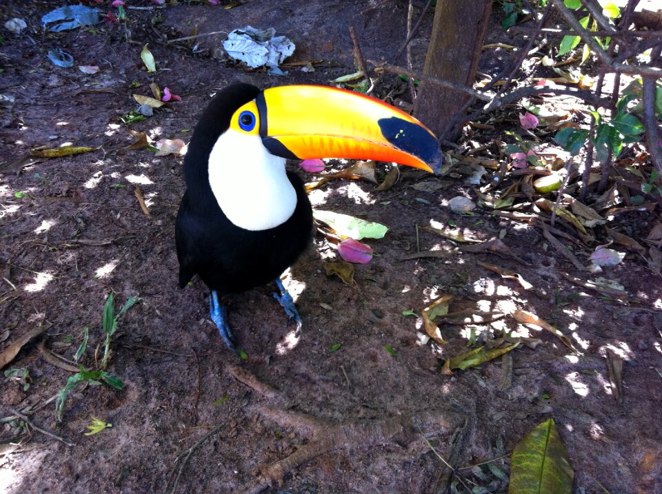 Tucano bird nature