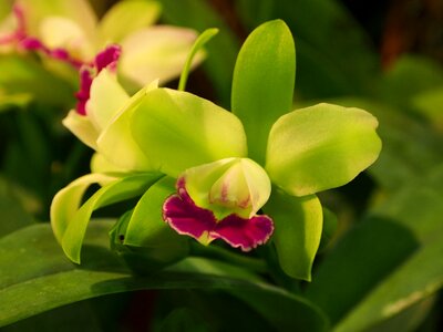 Green flowers red lips orchid