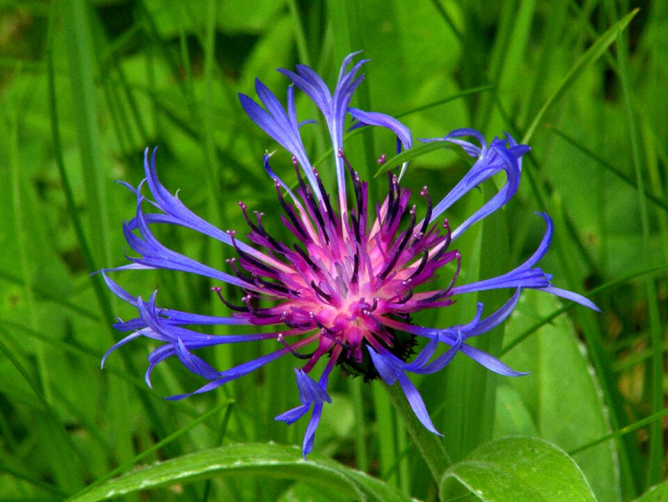 Plant bright blossom photo