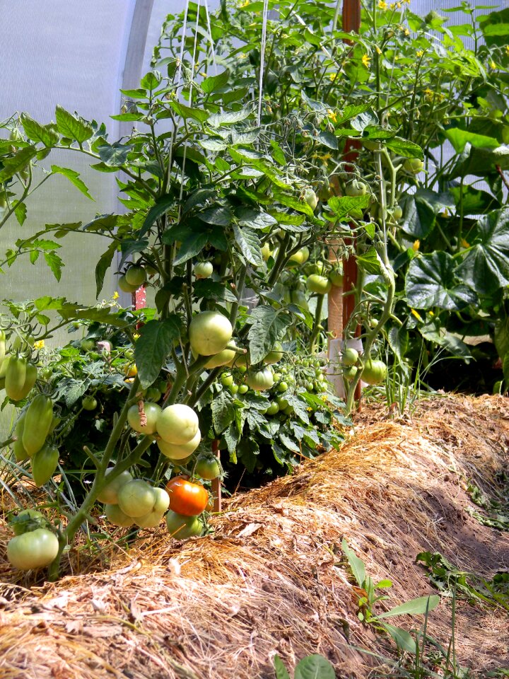 Food vegetarianism vegetables