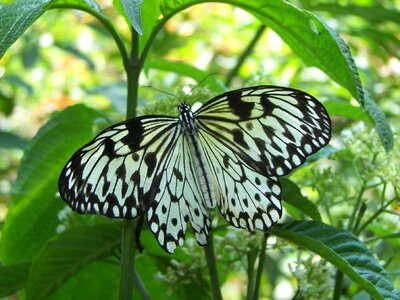 Butterfly rain forest colorful