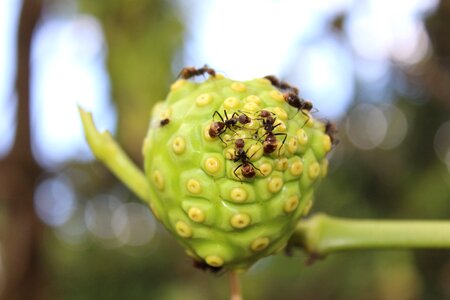 Ant fruit food