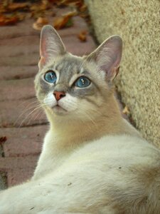 Cat blue eyes animal