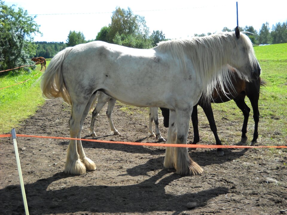 Workhorse horse kimo