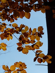 Deciduous tree golden autumn golden october