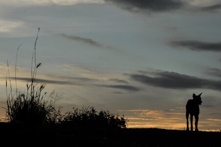 Dog the evening sun lonely