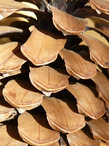 Wood cone scales scale photo