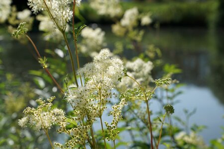 Water spring fragrance photo