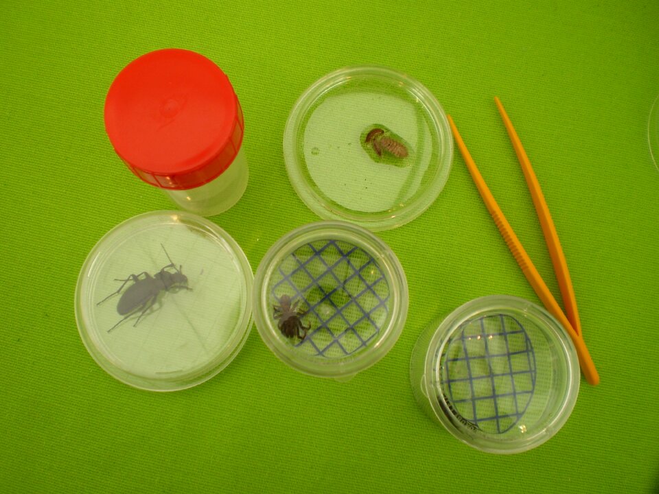 Experience box-magnifying glass mesofauna