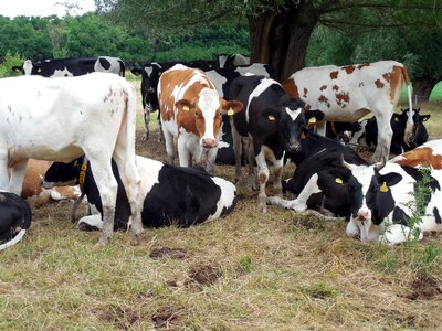 Pasture agriculture spotted
