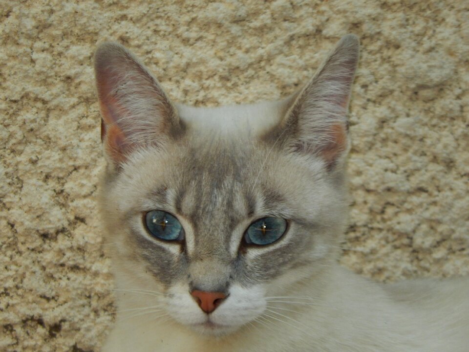 Cat cat face domestic animal