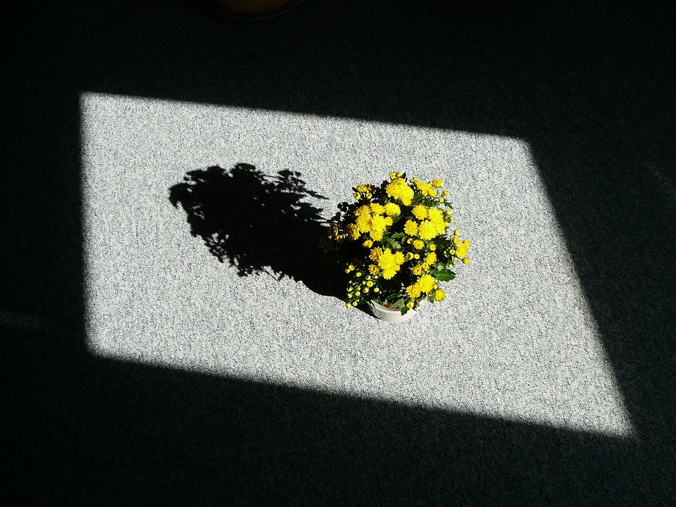 Light shadow shadow play