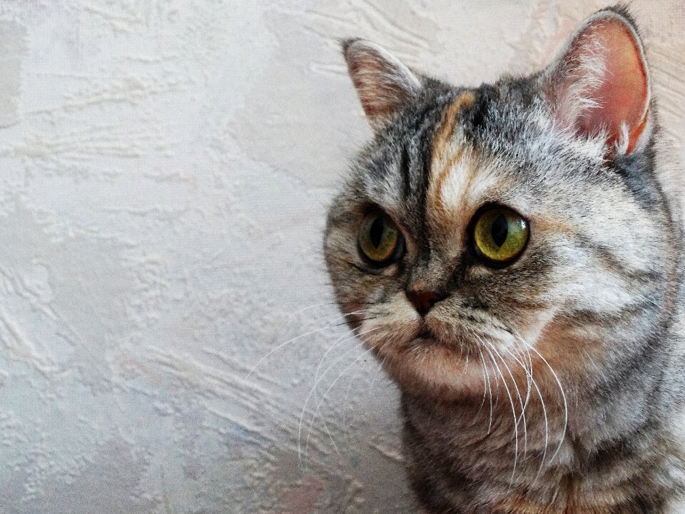Animal pets kitten