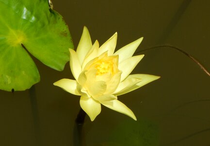 Aquatic water pond