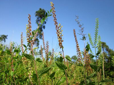 Plant flora botany