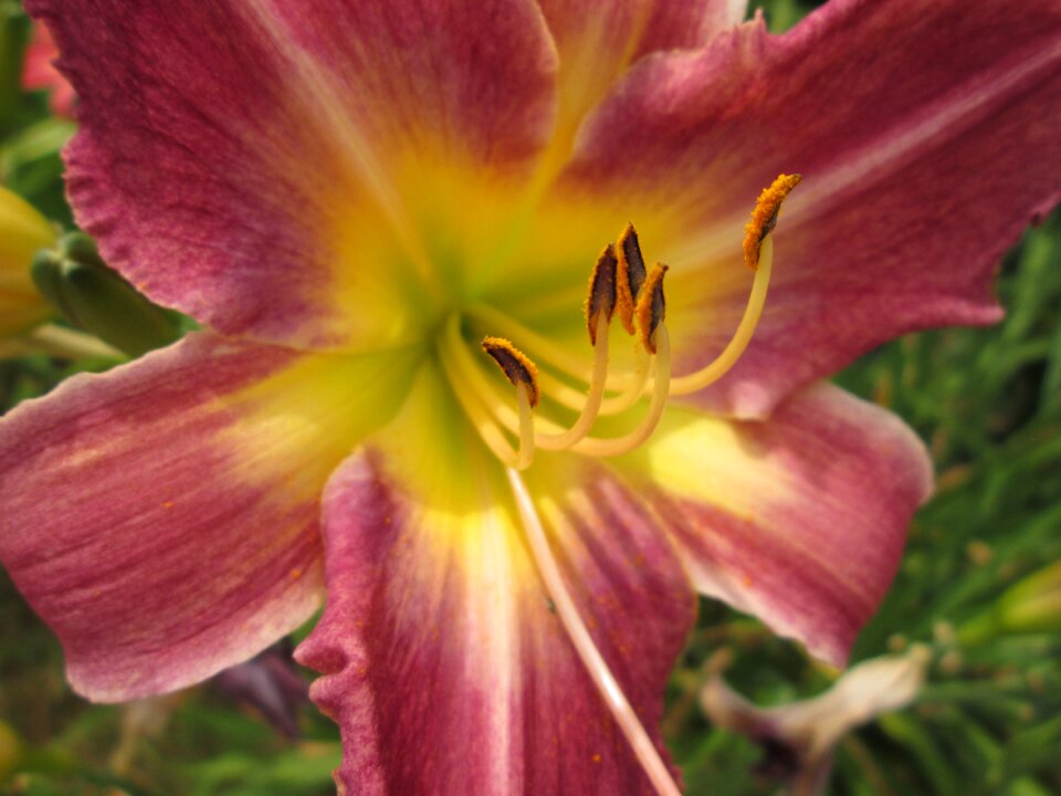 Day lilies flowers garden