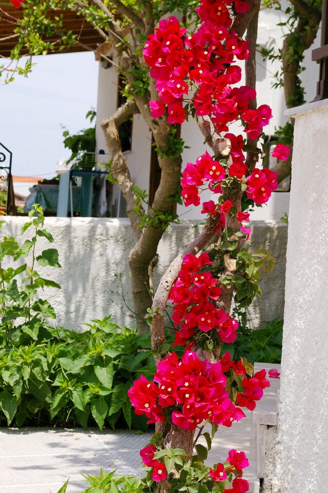 Flower mediterranean summer