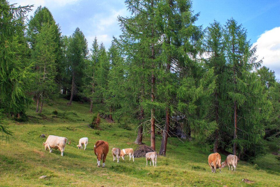 Cow animal pasture