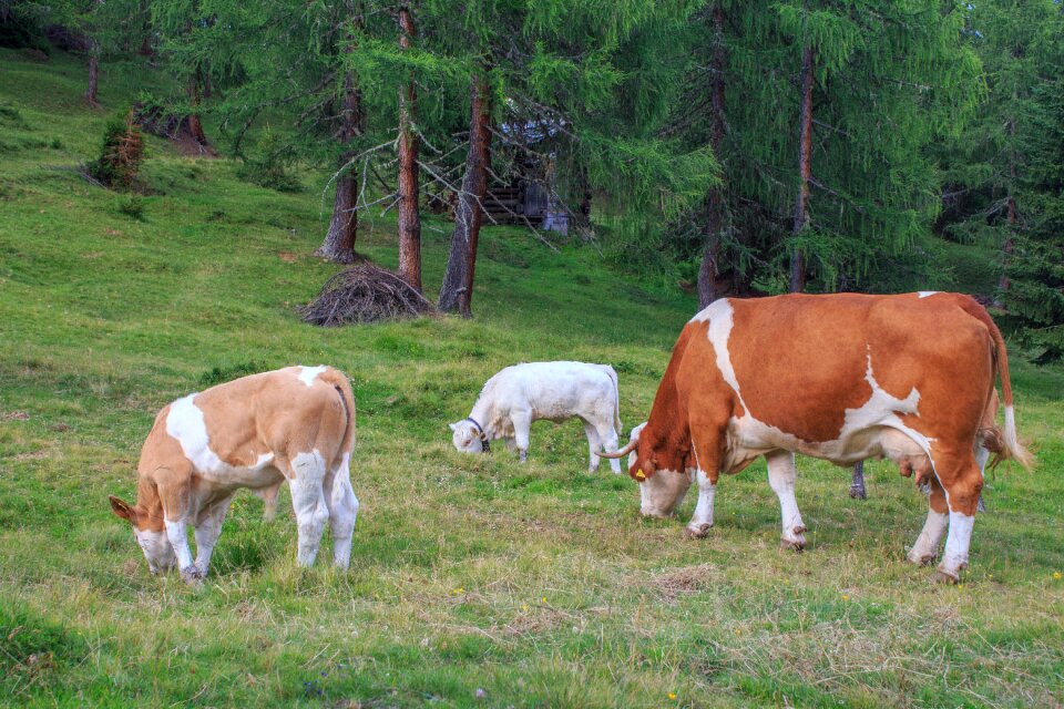 Cow beef animals