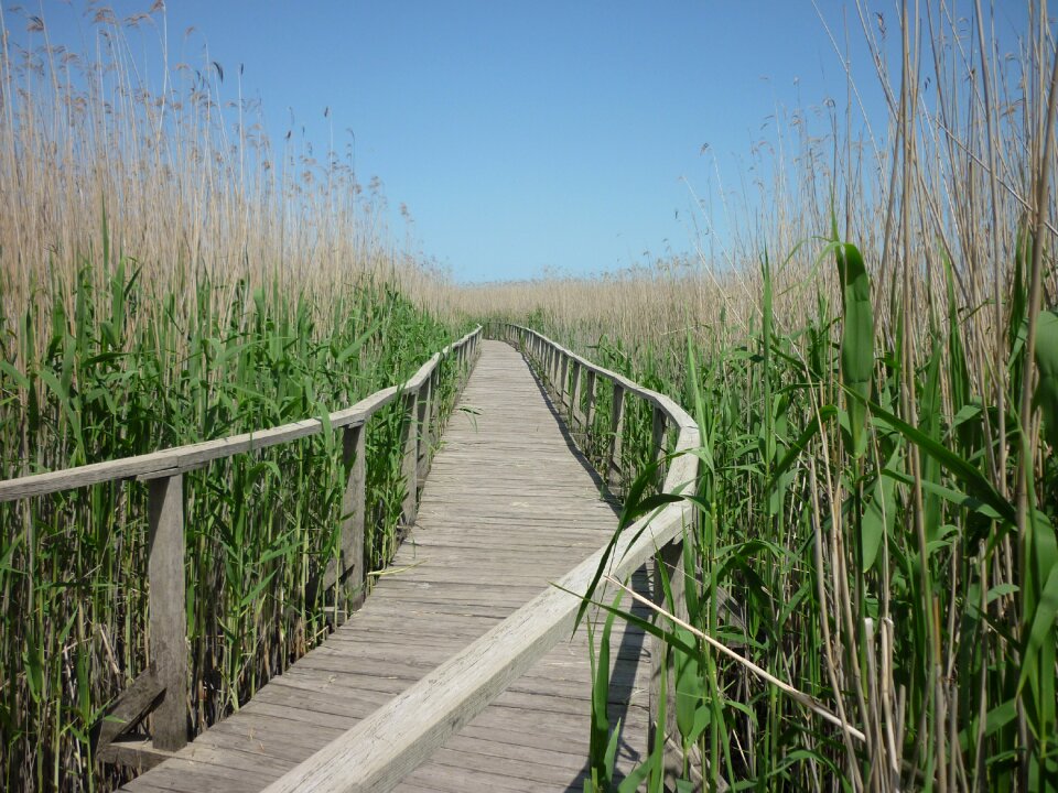 Water nature lake tisza